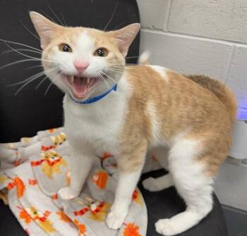 DULUTH -  Domestic Short Hair Cat for Adoption in Peoria, Illinois - DULUTH | PetCurious