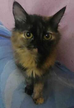 Rescue Persian Cats for Adoption in Wolcott, Connecticut - Amar | PetCurious