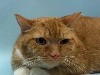 Lily -  Domestic Short Hair Cat for Adoption in Golden Valley, Minnesota - Lily | PetCurious