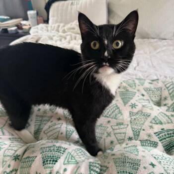 American Shorthair Cats Available for Adoption - Dipper | PetCurious
