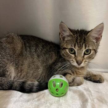 Crimson -  Domestic Short Hair Cat for Adoption in Candler, North Carolina - Crimson | PetCurious