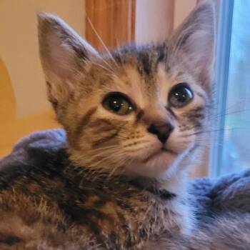 Domestic Short Hair Cats Available for Adoption in Buffalo, Minnesota - Monroe | PetCurious