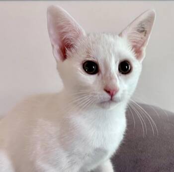 Zephyr -  Domestic Short Hair Cat for Adoption in Greenfield, California - Zephyr | PetCurious