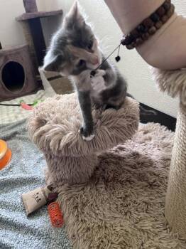 Cally -  Domestic Short Hair Cat Available for Adoption in Surrey, British Columbia - Cally | PetCurious