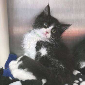Hookfang -  Domestic Medium Hair Cat for Adoption in Fort Wayne, Indiana - Hookfang | PetCurious