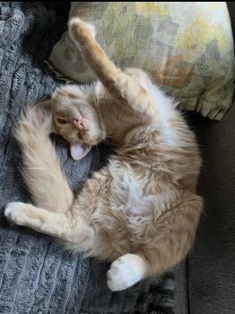 Axl Rose -  Domestic Medium Hair Cat for Adoption in Alexandria, Louisiana - Axl Rose | PetCurious