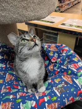 Domestic Short Hair Cats Available for Adoption - Nala | PetCurious
