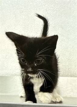 Rescue Domestic Medium Hair Cats for Adoption in San Bernardino, California - JESSE | PetCurious