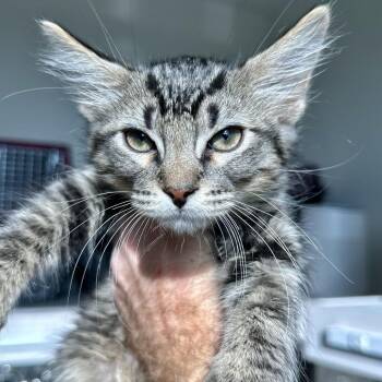 Atara -  Domestic Medium Hair Cat for Adoption in Matteson, Illinois - Atara | PetCurious