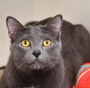 Minky -  Domestic Short Hair and Russian Blue Cat for Adoption in Dallas, Texas - Minky | PetCurious