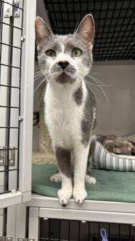 Domestic Short Hair Cats Available for Adoption in White Oak, Pennsylvania - Monty | PetCurious