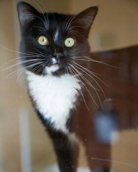 Chip -  Domestic Short Hair Cat for Adoption in Pequot Lakes, Minnesota - Chip | PetCurious
