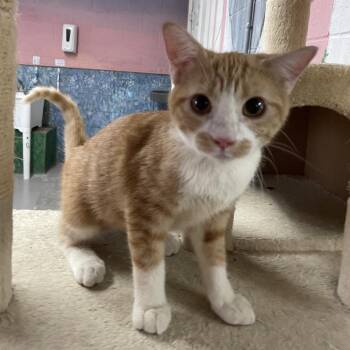 Buttercup -  Domestic Short Hair Cat for Adoption in Laredo, Texas - Buttercup | PetCurious