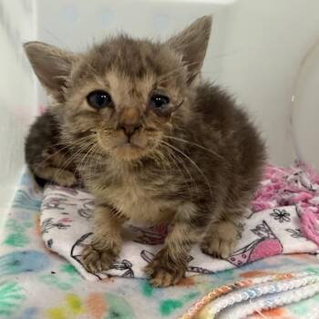 Regina 2346 -  Domestic Short Hair Cat for Adoption in Columbus, Georgia - Regina 2346 | PetCurious