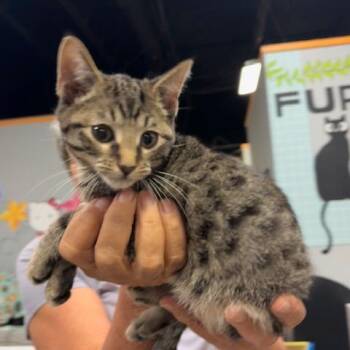 Oahu -  Domestic Short Hair Cat for Adoption in Lenexa, Kansas - Oahu | PetCurious