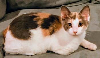 Rumi -  Domestic Short Hair Cat for Adoption in St. Augustine, Florida - Rumi | PetCurious