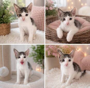 Mimi -  Domestic Short Hair Cat for Adoption in Gun Barrel City, Texas - Mimi | PetCurious