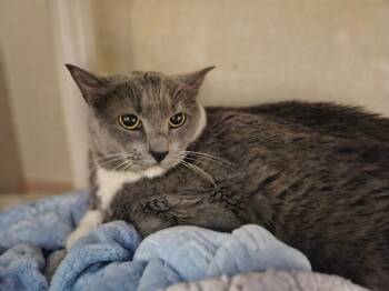 Silver -  Domestic Short Hair Cat for Adoption in Fort Collins, Colorado - Silver | PetCurious