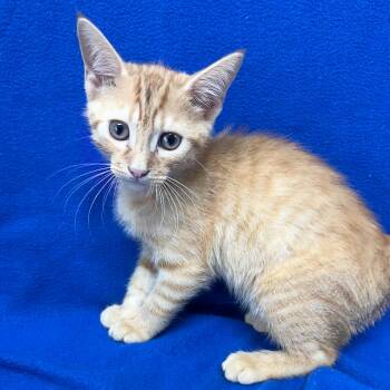 Tequila -  Domestic Short Hair Cat for Adoption in Valdosta, Georgia - Tequila | PetCurious