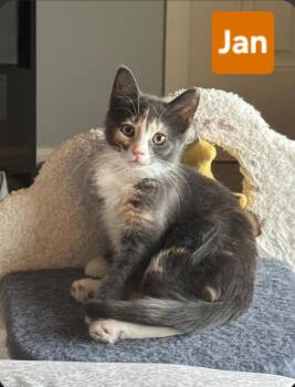 Jan (siblings are Greg, Peter, Alice, Carol, Cindy, Marcia & Bob -  Dilute Tortoiseshell Cat for Adoption in Brighton, Michigan - Jan (siblings Are Greg, Peter, Alice, Carol, Cindy, Marcia & Bob | PetCurious