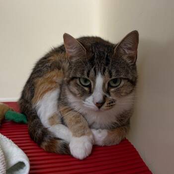 Butterfly -  Domestic Short Hair Cat for Adoption in Harrisonburg, Virginia - Butterfly | PetCurious