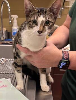 Nica -  Domestic Short Hair Cat for Adoption in Douglasville, Georgia - Nica | PetCurious