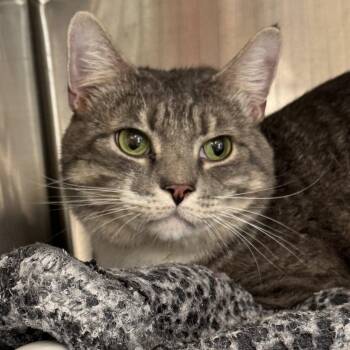 Rocky -  Domestic Short Hair Cat for Adoption in Winchendon, Massachusetts - Rocky | PetCurious