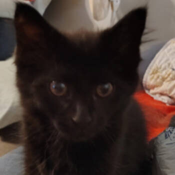 Rescue Domestic Long Hair Cats for Adoption in Venice, Florida - Wolfie | PetCurious