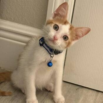 Buddy -  American Shorthair Cat for Adoption in Maitland, Florida - Buddy | PetCurious