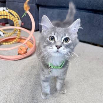 Limbo -  Domestic Medium Hair Cat for Adoption in Richmond, Virginia - Limbo | PetCurious