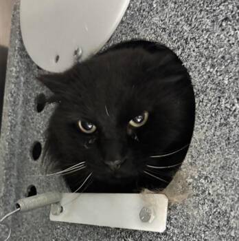 Domestic Long Hair Cats Available for Adoption in Golden, Colorado - Dyrim | PetCurious