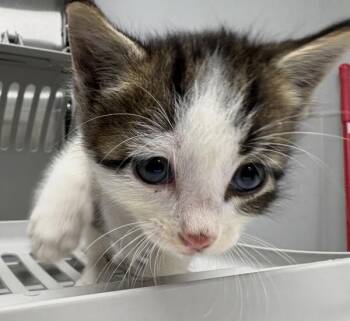 Pen 6-Kyle -  Domestic Short Hair Cat for Adoption in Lawrenceville, Georgia - Pen 6-Kyle | PetCurious