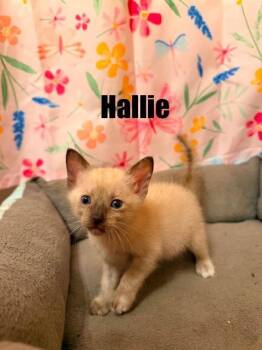 Hallie -  Siamese and Domestic Short Hair Cat for Adoption in New Braunfels, Texas - Hallie | PetCurious