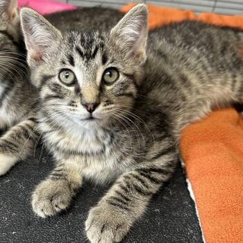 Domestic Short Hair Cats Available for Adoption in Hannibal, Missouri - Murphy | PetCurious