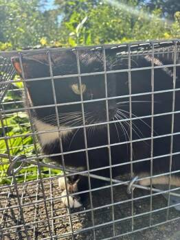 A801500 -  Domestic Short Hair Cat for Adoption in Louisville, Kentucky - A801500 | PetCurious