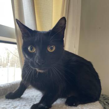 Domestic Short Hair Cats Available for Adoption - Rosalina  | PetCurious