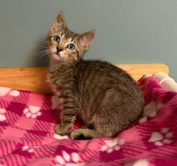 Eeyore -  Domestic Short Hair Cat for Adoption in Andover, Minnesota - Eeyore | PetCurious