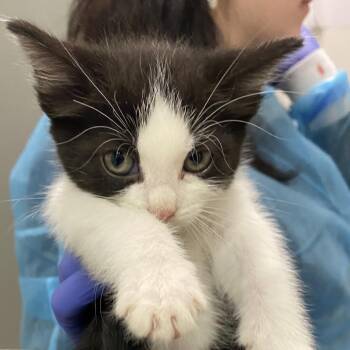 Brook -  Domestic Short Hair Cat for Adoption in Charleston, West Virginia - Brook | PetCurious