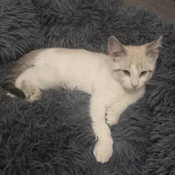 Sketch -  Siamese Cat for Adoption in Bentonville, Arkansas - Sketch | PetCurious