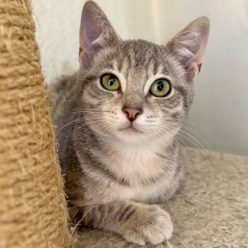 Ghost -  Domestic Short Hair Cat for Adoption in Vallejo, California - Ghost | PetCurious
