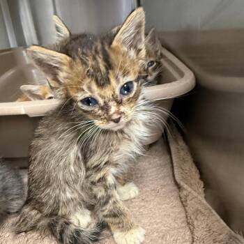 Sofus -  Domestic Short Hair Cat for Adoption in Lake Panasoffkee, Florida - Sofus | PetCurious