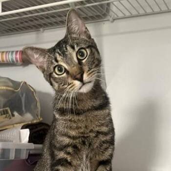 Buddy -  Domestic Short Hair Cat for Adoption in St. Augustine, Florida - Buddy | PetCurious