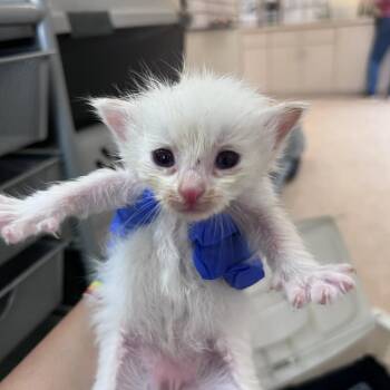 Whelp -  Domestic Medium Hair Cat for Adoption in Kanab, Utah - Whelp | PetCurious
