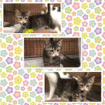 MIDGE -  Domestic Short Hair Cat for Adoption in Buckhannon, West Virginia - MIDGE | PetCurious
