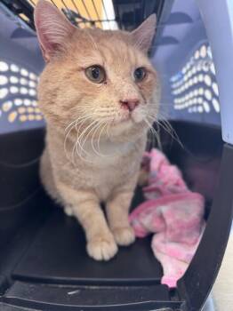 Domestic Short Hair Cats Available for Adoption in Disputanta, Virginia - Fluffernutter | PetCurious