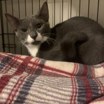 Rescue Domestic Short Hair Cats for Adoption in Port Jefferson Station, New York - Sutton | PetCurious