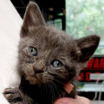 Domestic Short Hair Cats Available for Adoption in Bulverde, Texas - Mila | PetCurious
