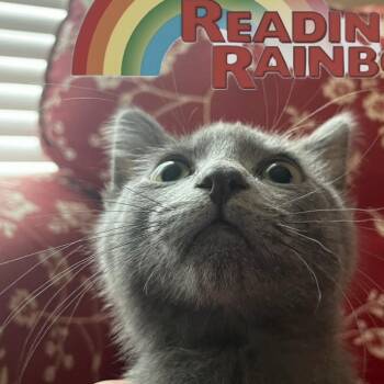 LeVar Purrton -  Domestic Short Hair Cat for Adoption in Granby, Missouri - LeVar Purrton | PetCurious