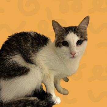 Skip -  American Shorthair Cat for Adoption in Reno, Nevada - Skip | PetCurious