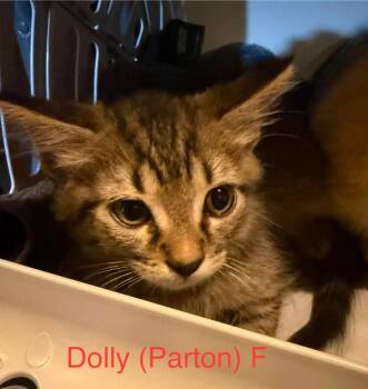 Dolly Parton -  Domestic Short Hair Cat for Adoption in Cloquet, Minnesota - Dolly Parton | PetCurious